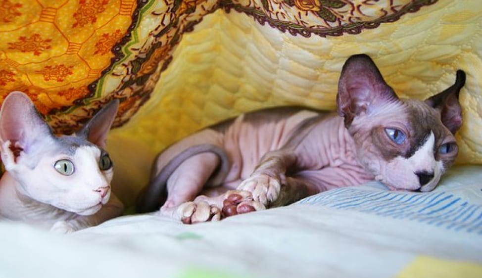 Hairless cats during quarantine on couch