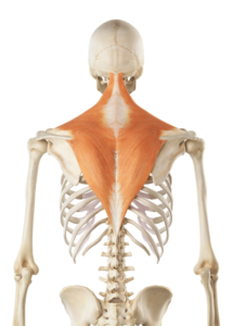 Skeleton with trapezius muscles