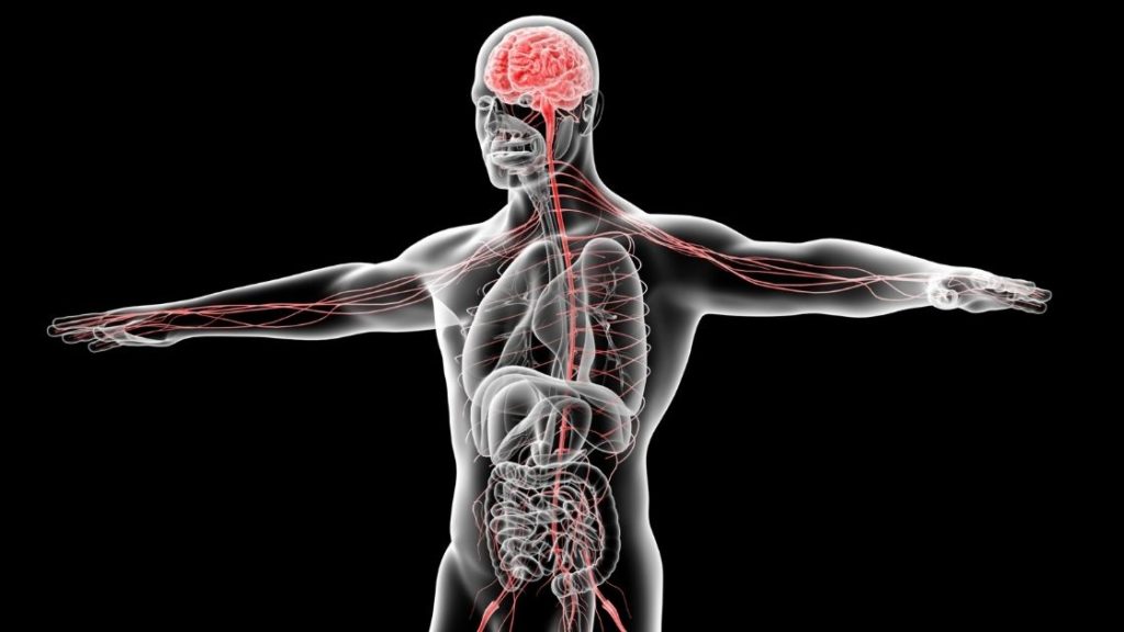 nervous system inside a human body