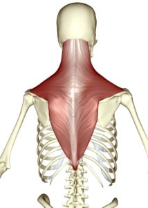 skeleton highlighting the trapezius muscle