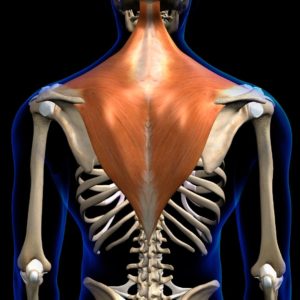 trapezius back muscles in isolation on skeleton