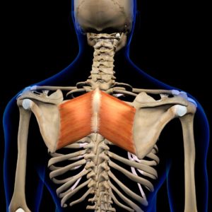 rhomboid major back muscles in isolation on skeleton