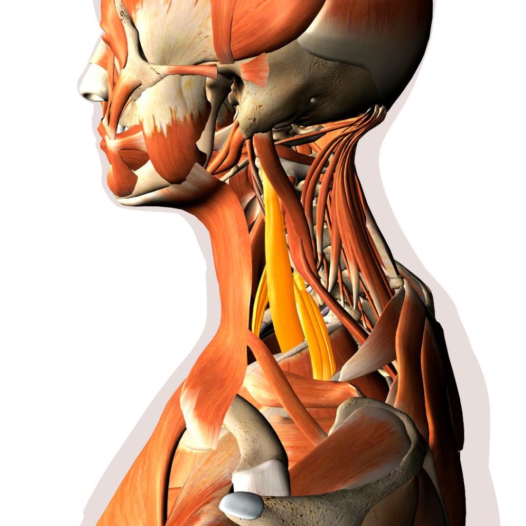 scalene neck muscles