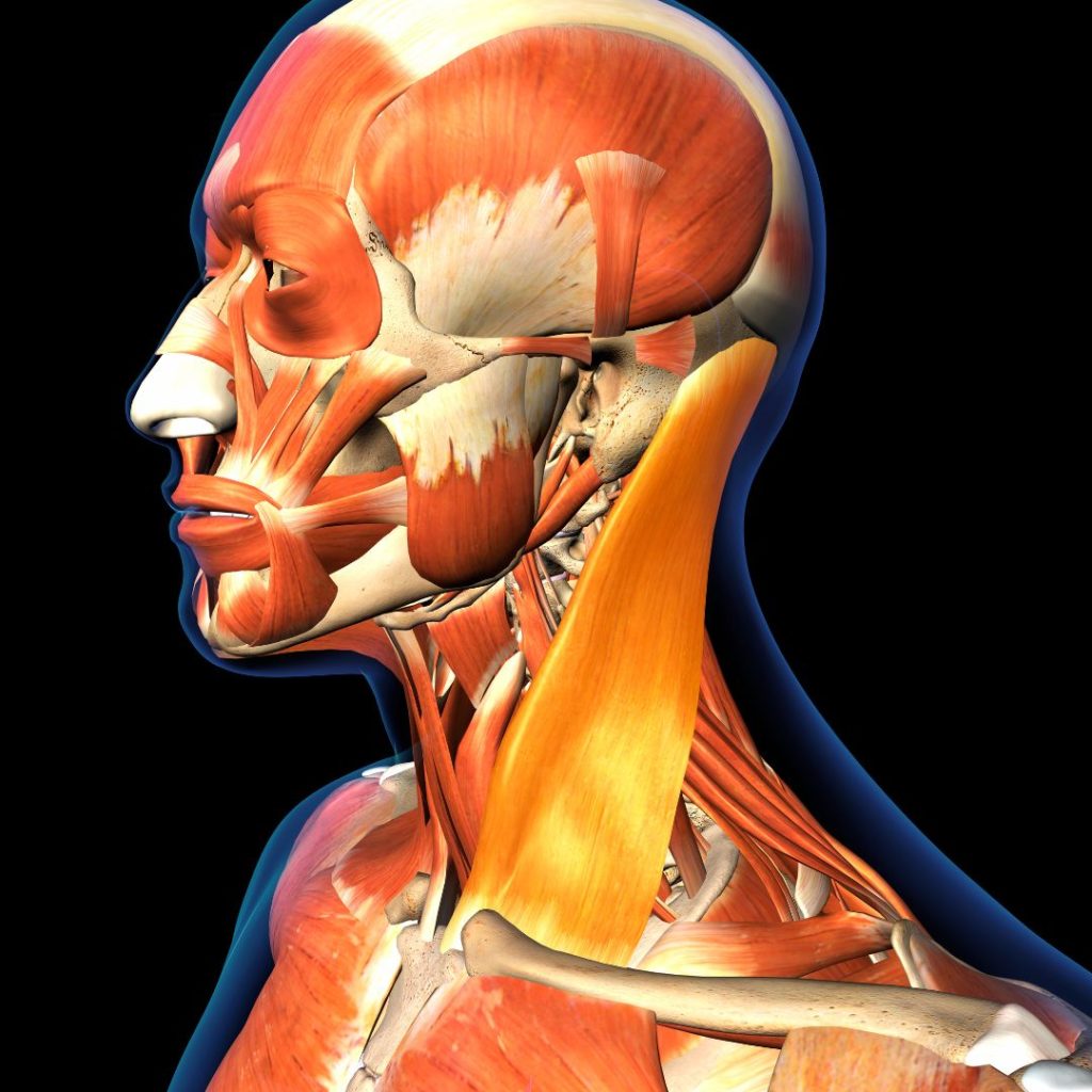 sternocleidomastoid neck muscle