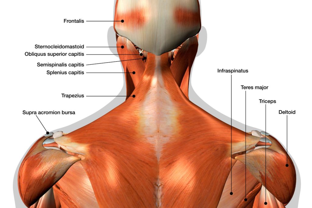 anatomy chart of the back of the neck
