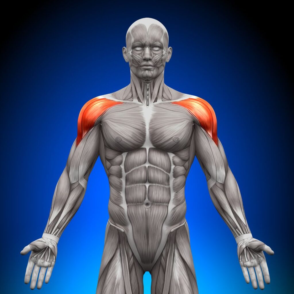 shoulders muscle anatomy