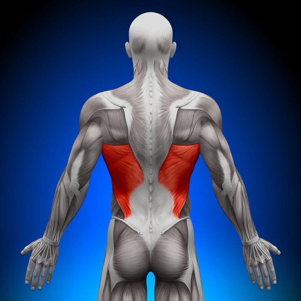 latissimus dorsi muscle anatomy highlighted on back