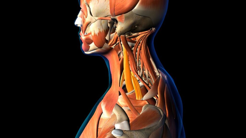 scalene neck muscles highlighted on a muscular anatomy skeleton
