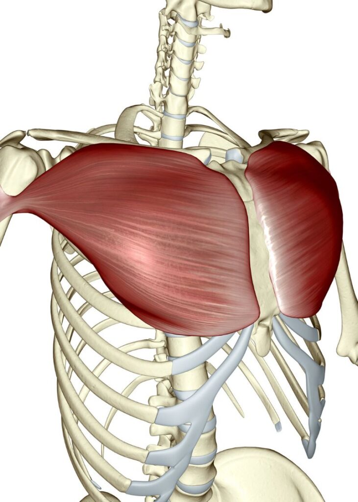 chest muscle view on a skeleton
