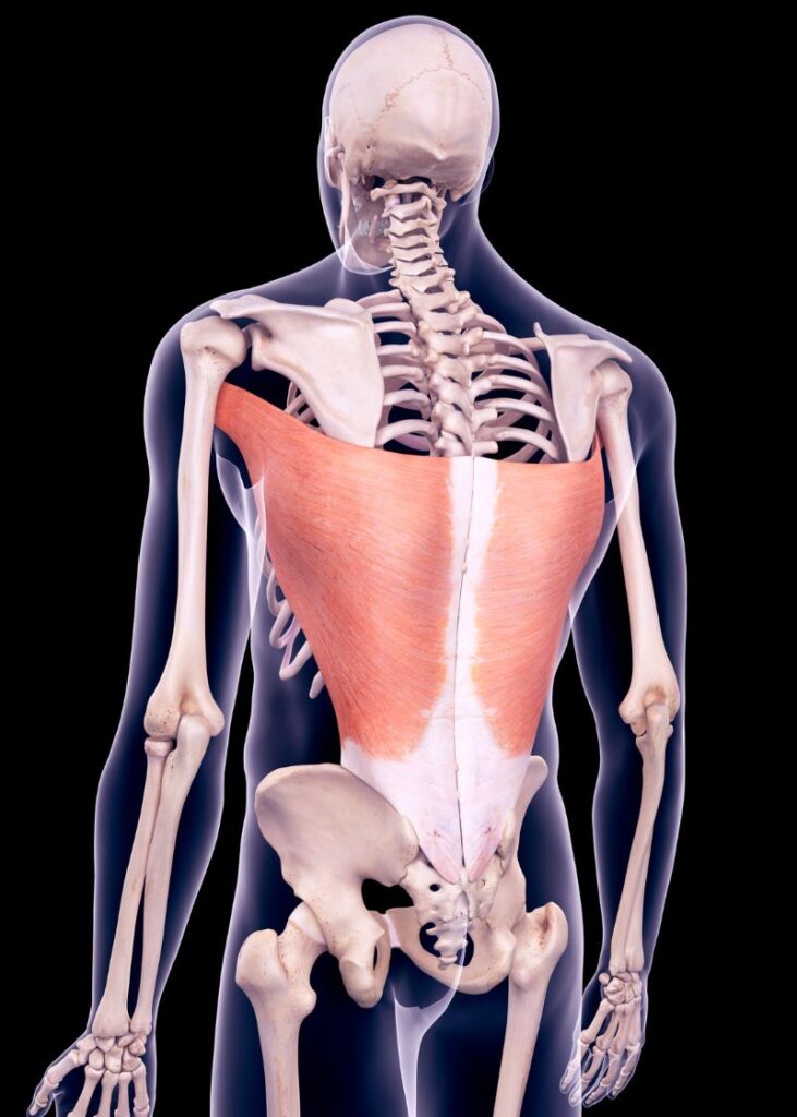 latissimus dorsi highlights on the back of a skeleton