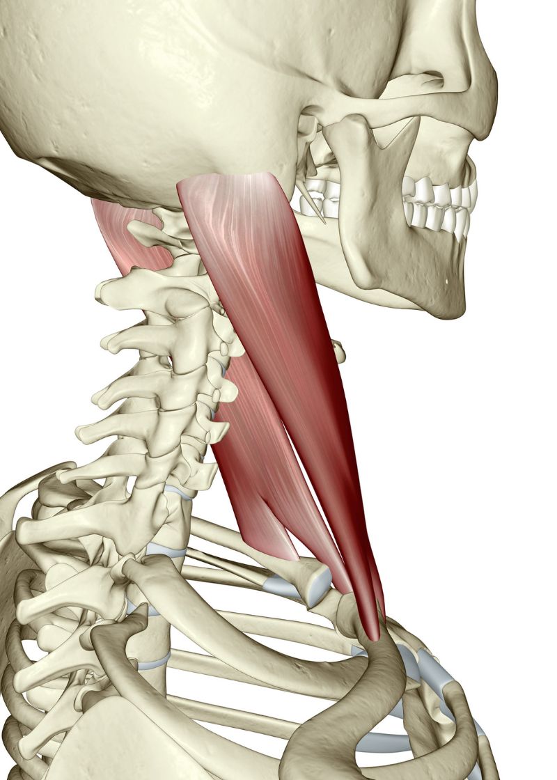 right side view of the muscles in the neck on a skeleton