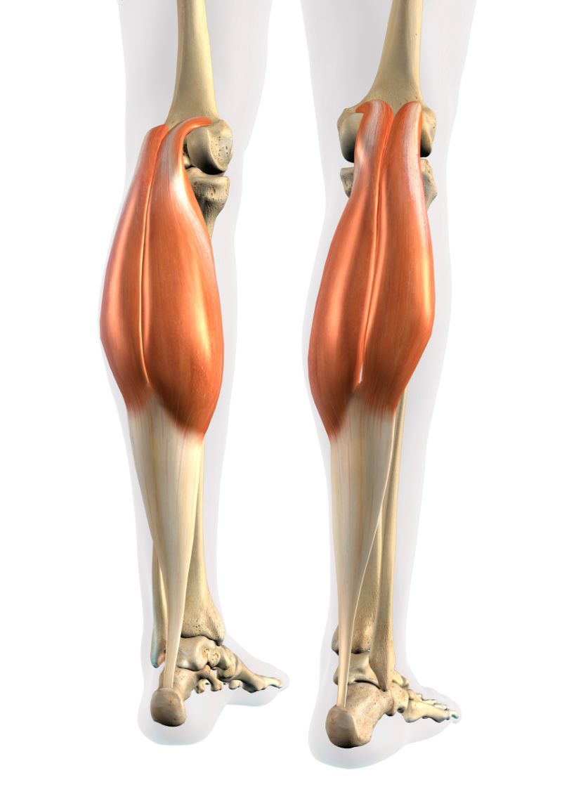 Calf Muscles Gross Lateral And Posterior View Of Female Hip And Leg Calf Muscles Gross Lateral And Posterior View Of Female Hip And Leg