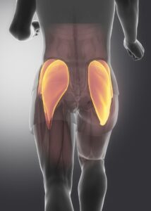 glutes anatomically highlighted on a person
