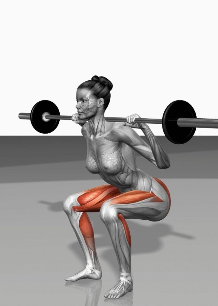 anatomical graphic of a woman doing a squat with dumbbell on shoulders with quadriceps highlighted