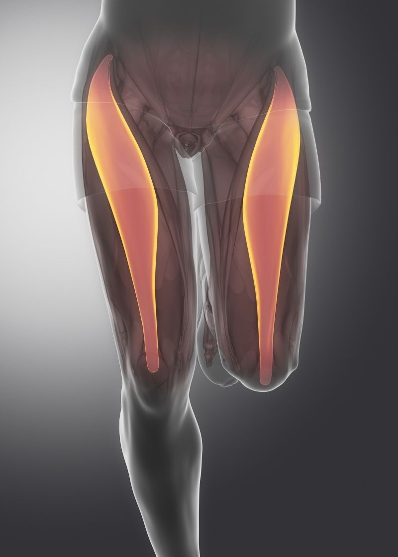 anatomical highlight of the rectus femoris