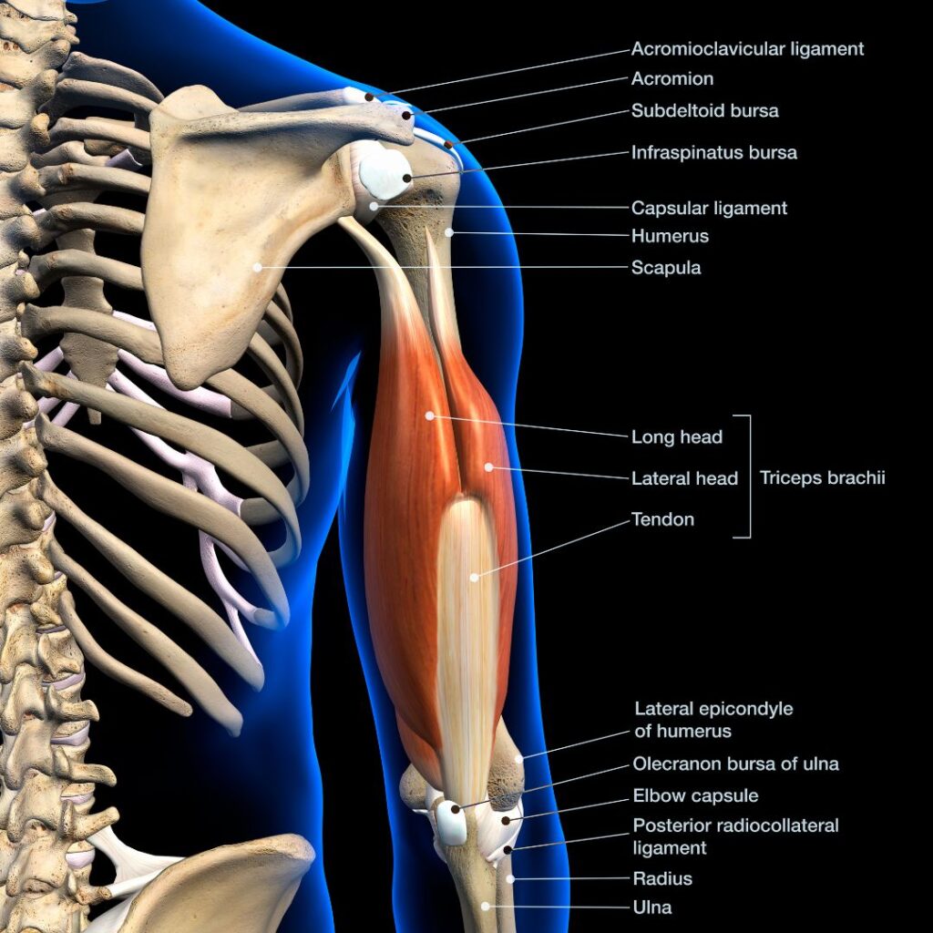 anatomy of an arm and the muscles associated with it