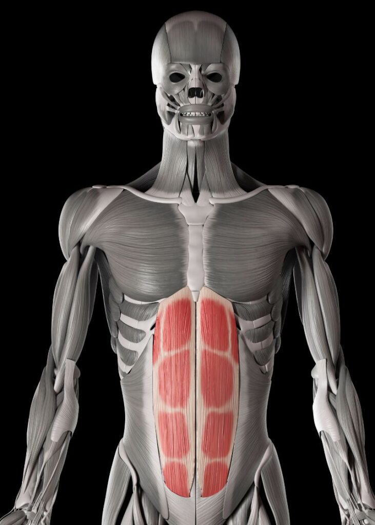 rectus abdominis muscles highlighted in red on a human anatomical figure