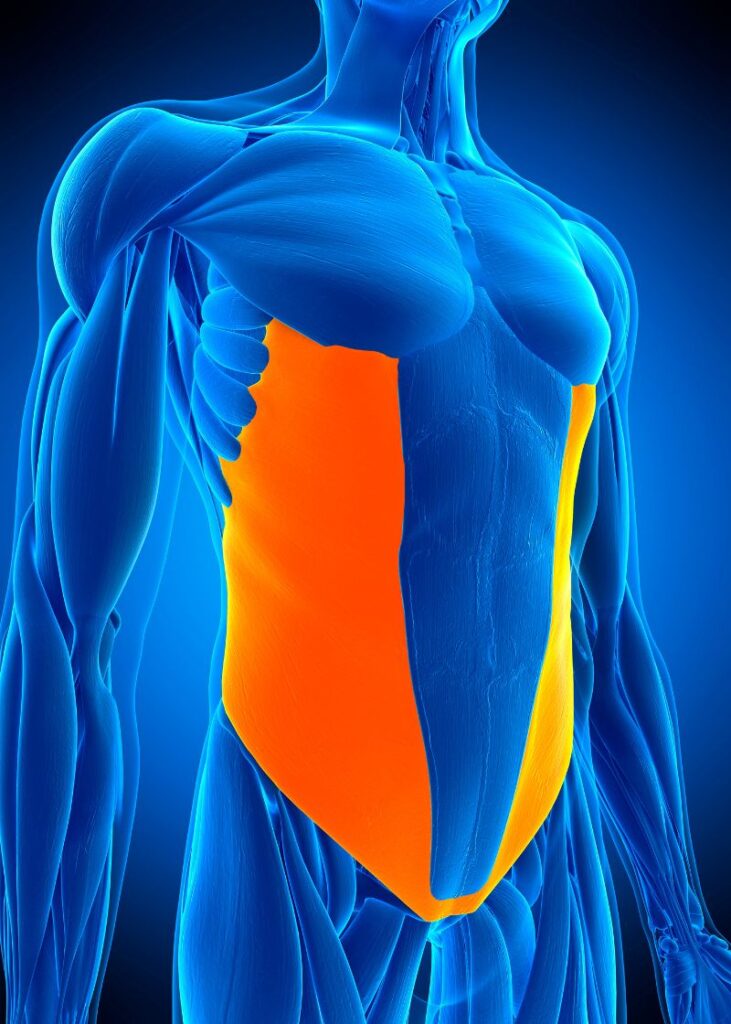 lateral abdominal wall muscles lit up in red on a blue anatomical human figure
