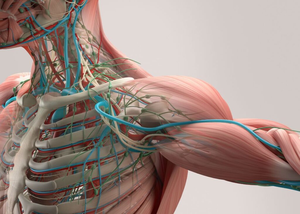 human anatomy of shoulder