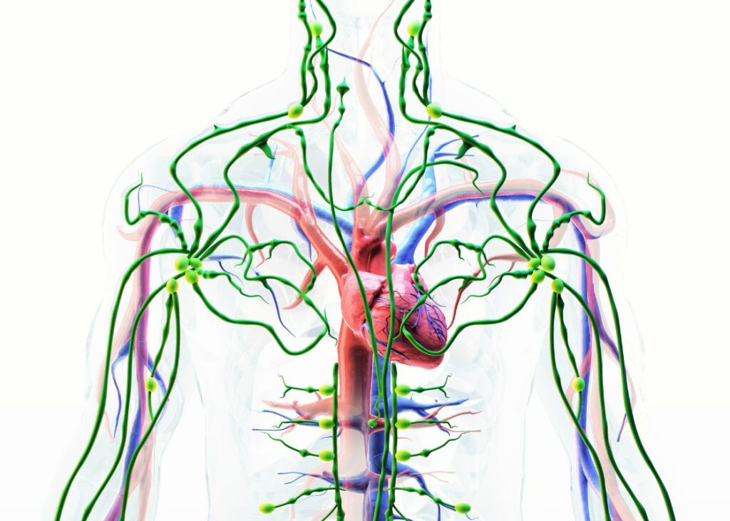 graphic of lymphatic system