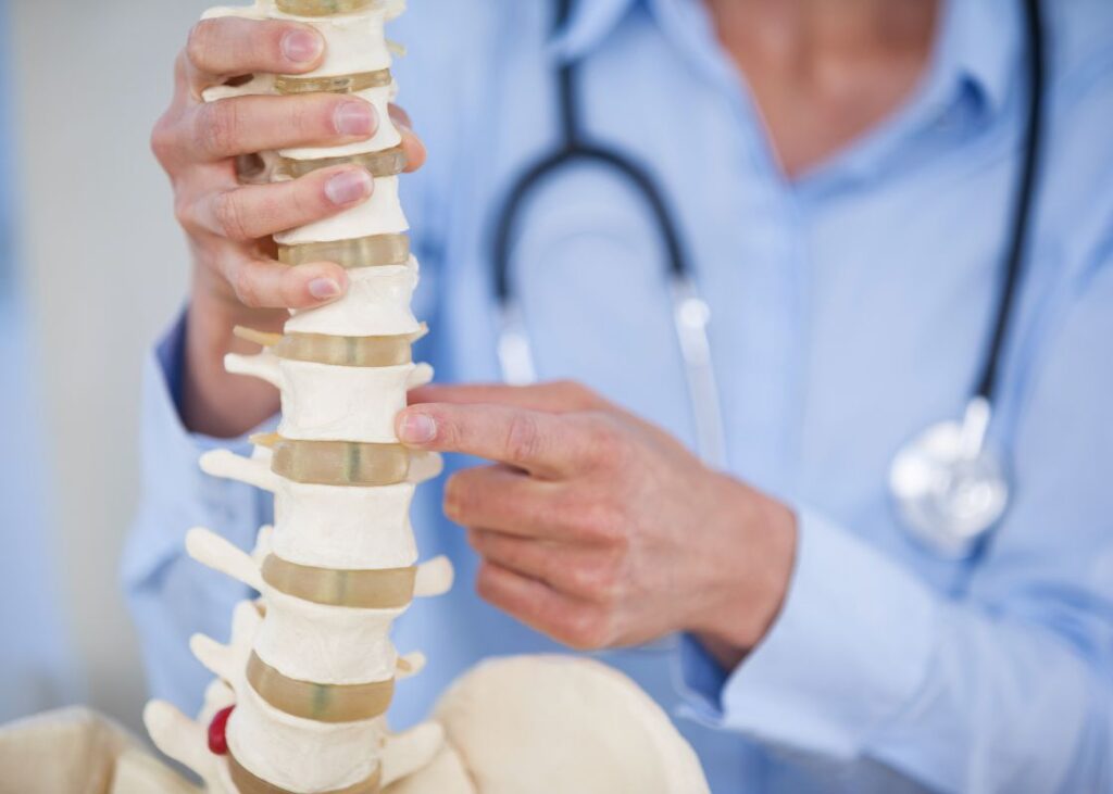 chiropractor holding spine model