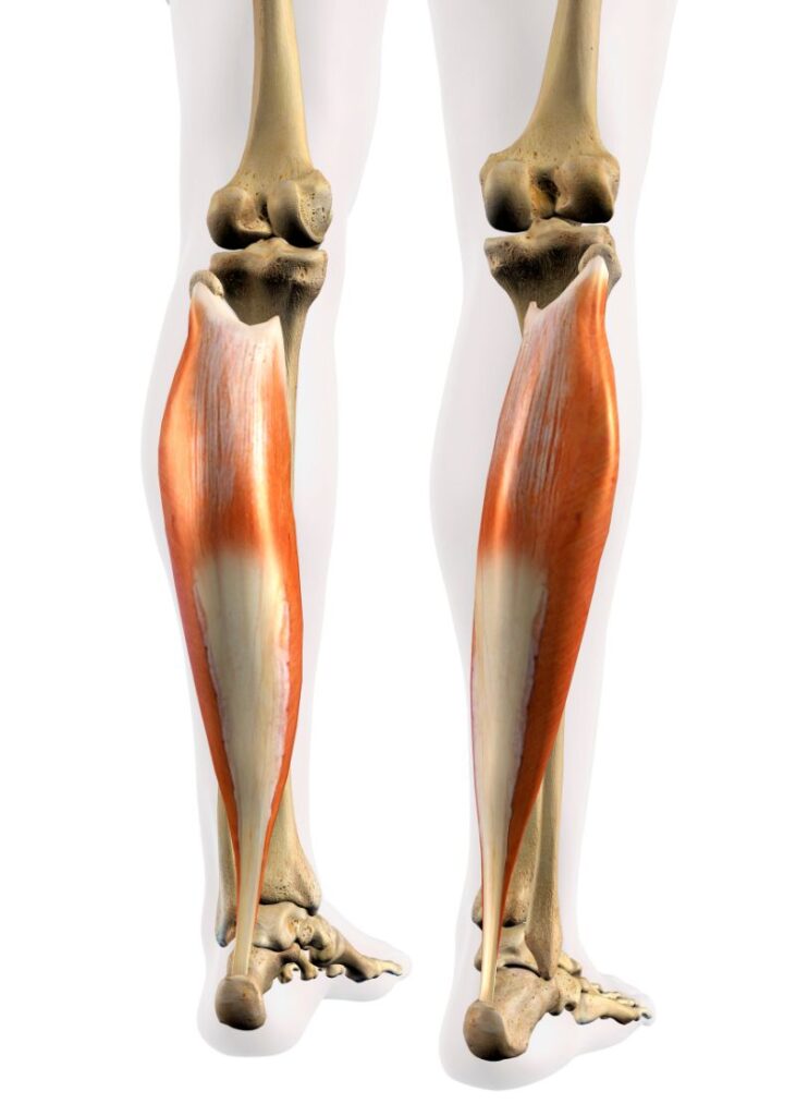 anatomy of the soleus muscle